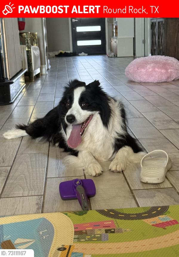 Lost Male Dog last seen Near southern carina dr, Round Rock, TX 78681