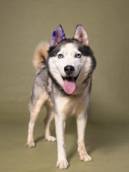 Shelter Stray Male Dog last seen Near Deckner Ave., Atlanta, GA, 1251 Fulton Industrial Blvd NW, Atlanta, GA 30336, USA