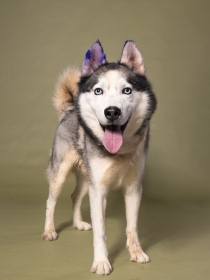 Shelter Stray Male Dog last seen Near Deckner Ave., Atlanta, GA, 1251 Fulton Industrial Blvd NW, Atlanta, GA 30336, USA