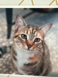 Lost Female Cat last seen Near Ferncliff Commons NE, Atlanta, GA 30324