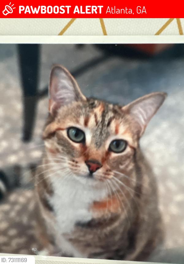 Lost Female Cat last seen Near Ferncliff Commons NE, Atlanta, GA 30324