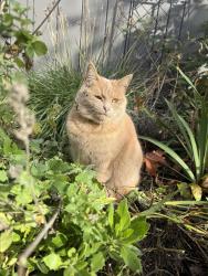 Lost Male Cat last seen Janet ln, Concord, CA 94521