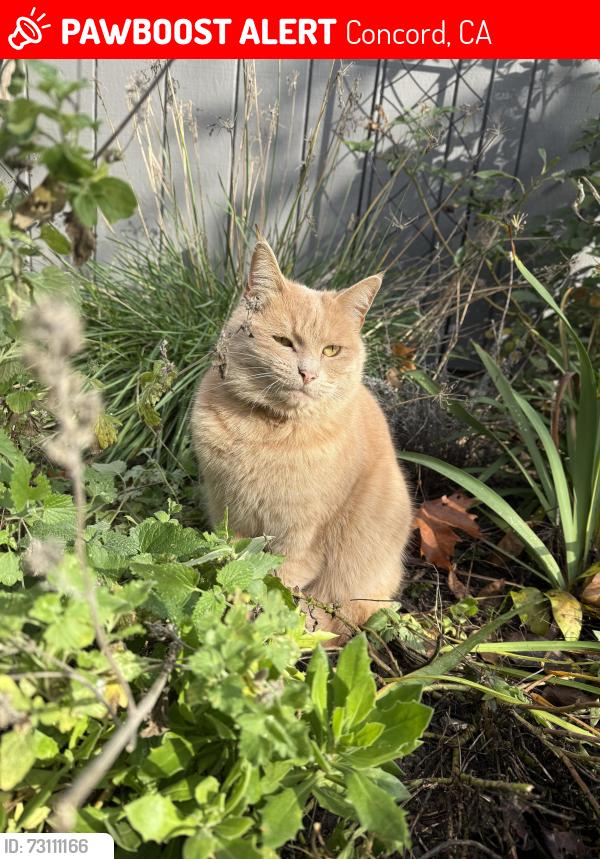 Lost Male Cat last seen Janet ln, Concord, CA 94521