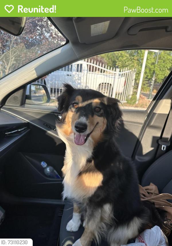 Reunited Female Dog last seen Girard and Lead, Albuquerque, NM 87106