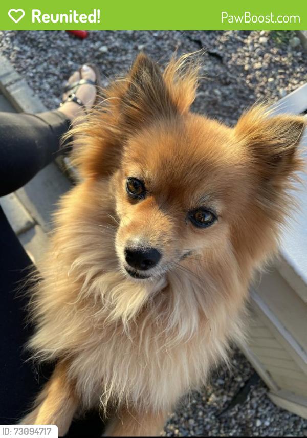Reunited Female Dog last seen Near Los Cedros Ave, Fontana, CA 92336, USA, Fontana, CA 92336