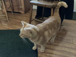 Reunited Male Cat last seen Locust & Hodgson Streets, Oxford, PA 19363