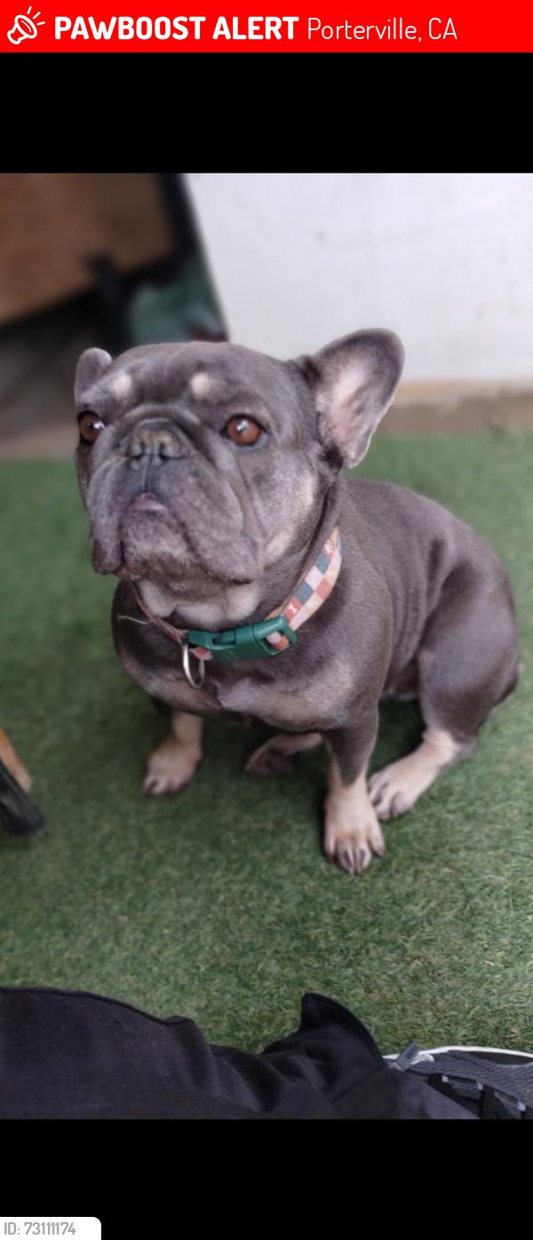 Lost Female Dog last seen Main and Henderson, Porterville, CA 93257