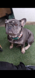 Lost Female Dog last seen Main and Henderson, Porterville, CA 93257