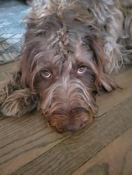 Lost Male Dog last seen 60th and Bancroft/60th and Center, Omaha, NE 68106