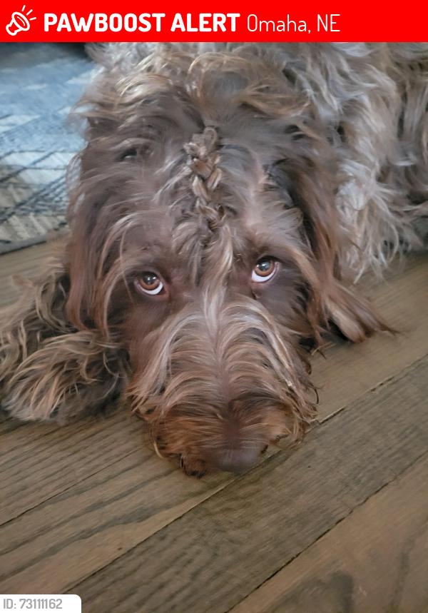 Lost Male Dog last seen 60th and Bancroft/60th and Center, Omaha, NE 68106