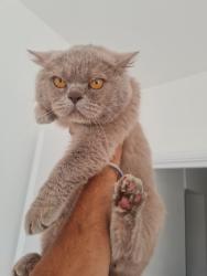 Lost Male Cat last seen flt A 105Twickenham TW2 6PL, Greater London, England TW2 6PL