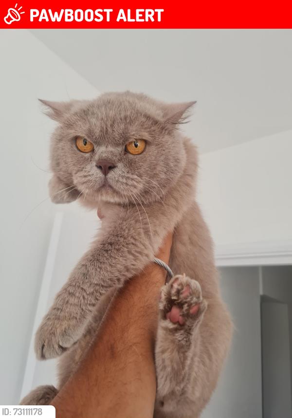 Lost Male Cat last seen flt A 105Twickenham TW2 6PL, Greater London, England TW2 6PL