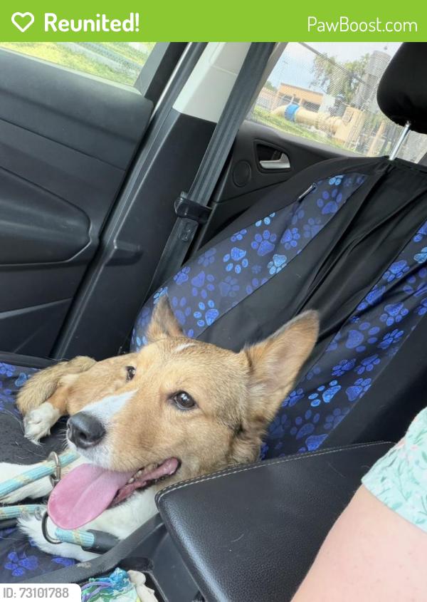 Reunited Female Dog last seen Evers and Wurzbach, San Antonio, TX 78238