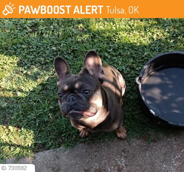 Found/Stray Female Dog last seen 4th Place and South Fulton Ave, Tulsa, OK 74112
