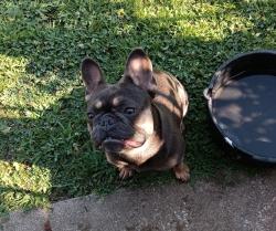 Found/Stray Female Dog last seen 4th Place and South Fulton Ave, Tulsa, OK 74112