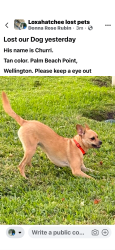 Reunited Male Dog last seen Palm beach boulevard, Wellington, FL 33414