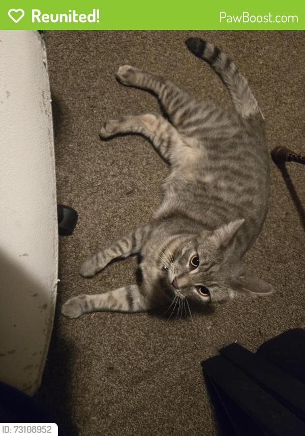 Reunited Male Cat last seen Lupine, Glendale, AZ 85304