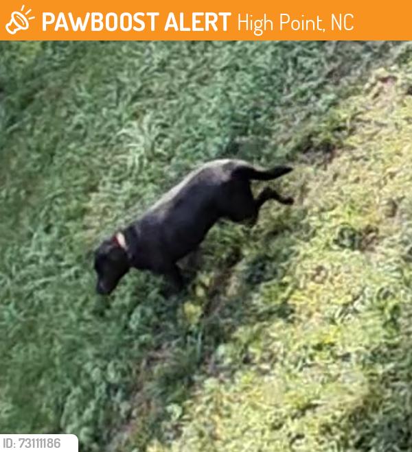 Found/Stray Unknown Dog last seen Splitbrooke Dr in barrington ests, High Point, NC 27265