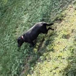 Found/Stray Unknown Dog last seen Splitbrooke Dr in barrington ests, High Point, NC 27265