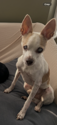 Reunited Male Dog last seen Bertos sports bar and grill, Bridgeport, CT 06605