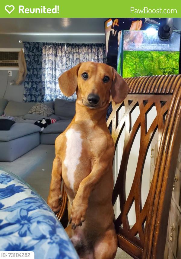 Reunited Male Dog last seen Ohio Ave and Troy St, Aurora, CO 80012