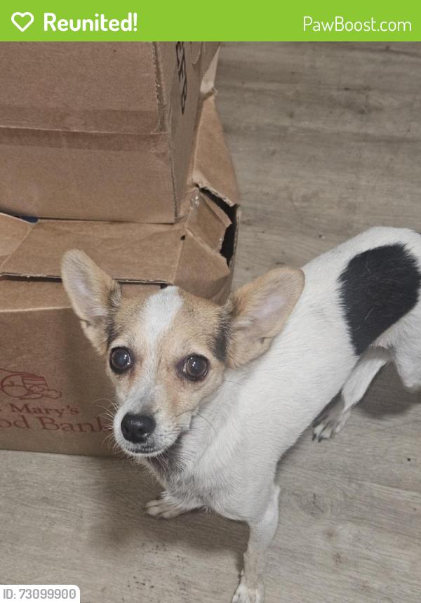 Reunited Unknown Dog last seen 15th ave and Fillmore, Phoenix, AZ 85007