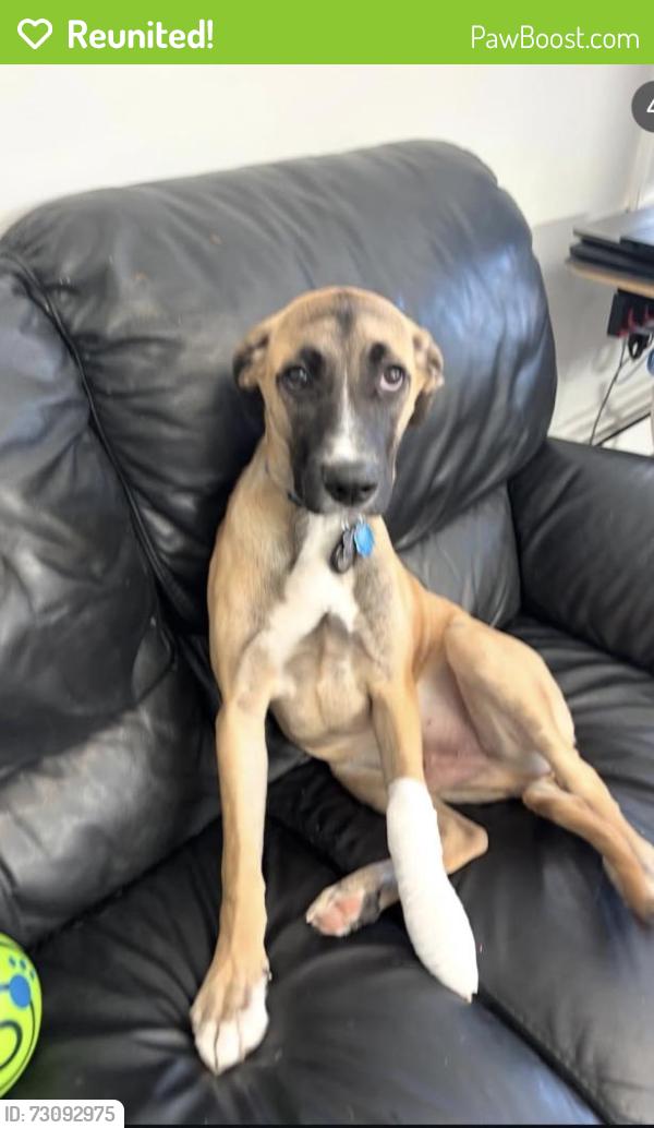 Reunited Male Dog last seen Near Washington Avenue, Garden City, NY, Garden City, NY 11550