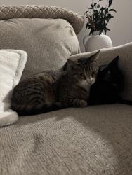 Lost Female Cat last seen Oasis complex, Homestead, FL 33030