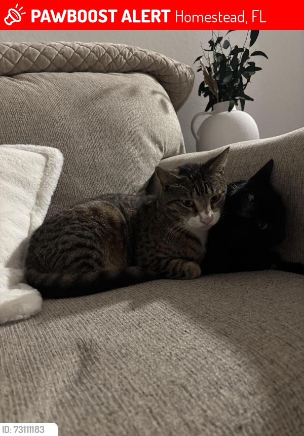Lost Female Cat last seen Oasis complex, Homestead, FL 33030