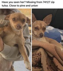 Lost Female Dog last seen Pine and union, Tulsa, OK 74127