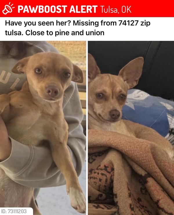 Lost Female Dog last seen Pine and union, Tulsa, OK 74127