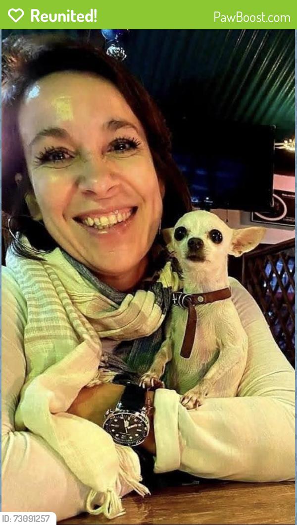 Reunited Female Dog last seen Near country woods cr Kissimmee Fl, 34744, Kissimmee, FL 34759