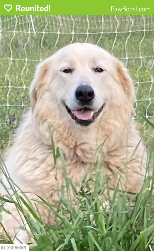 Reunited Female Dog last seen Dunklin Bridge and McKelvey Rd, Pelzer, SC 29669