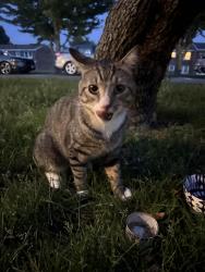 Found/Stray Male Cat last seen Rose Garden apmts, Latham, NY 12110