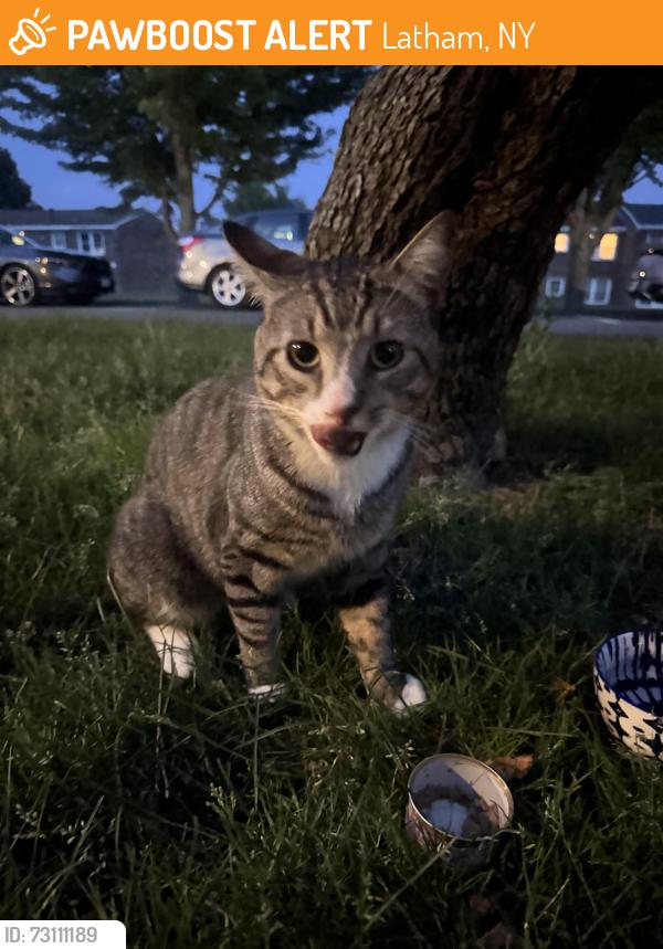 Found/Stray Male Cat last seen Rose Garden apmts, Latham, NY 12110