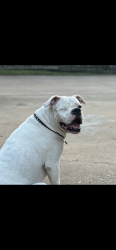 Lost Female Dog last seen Biscayne, Sherman, TX 75092