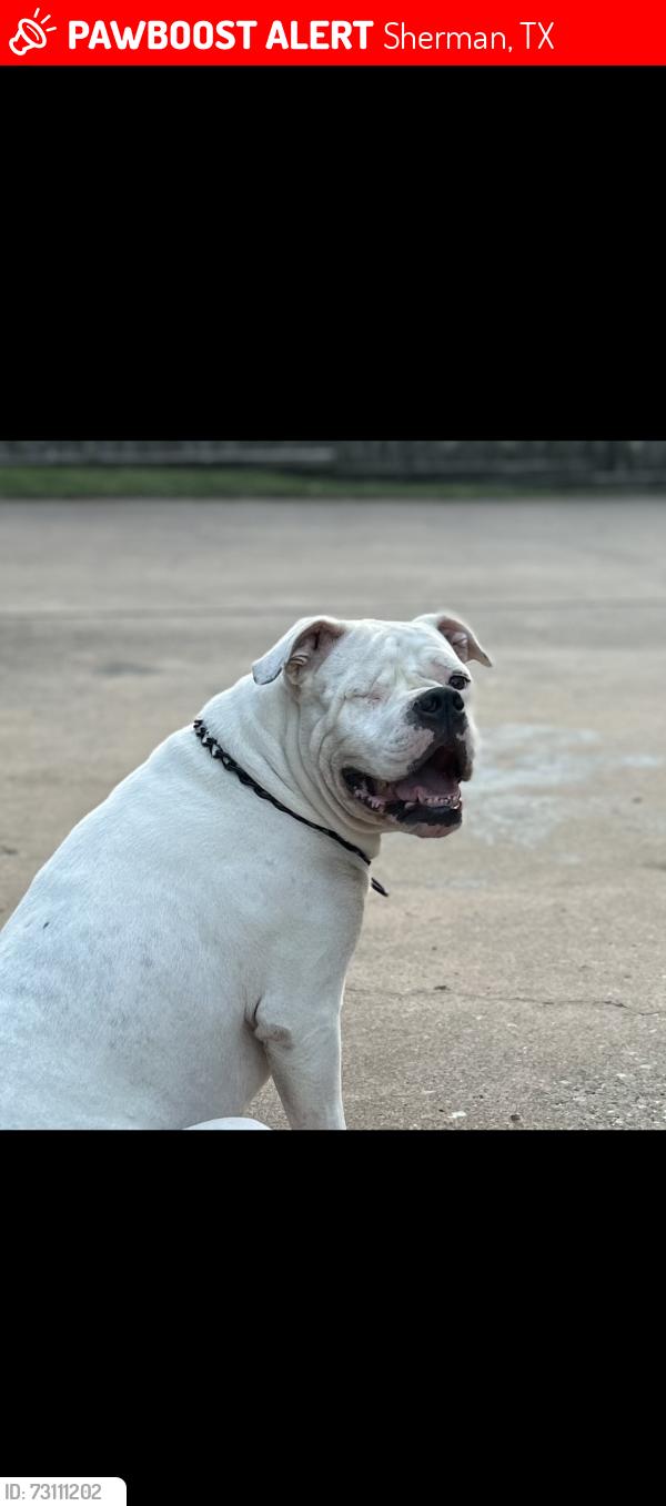 Lost Female Dog last seen Biscayne, Sherman, TX 75092