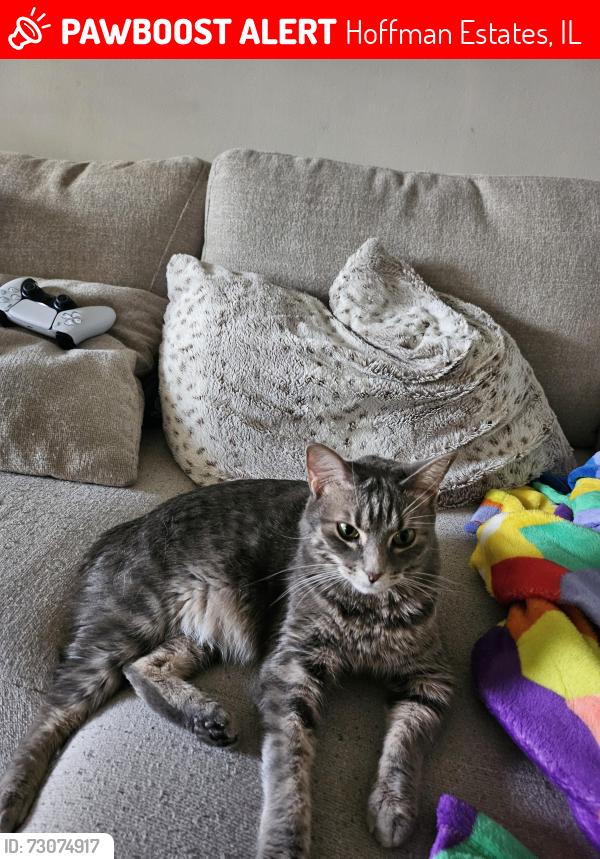 Lost Female Cat last seen Higgins and grand park way, Hoffman Estates, IL 60169