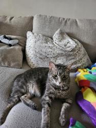 Lost Female Cat last seen Higgins and grand park way, Hoffman Estates, IL 60169