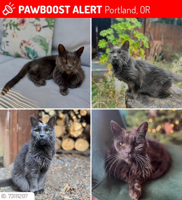 Lost Female Cat last seen S.E. 50th & Nehalem st, Portland, OR 97206