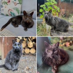 Lost Female Cat last seen S.E. 50th & Nehalem st, Portland, OR 97206