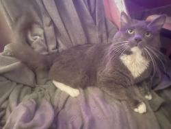 Lost Male Cat last seen Kenmore , Kenmore, NY 14217
