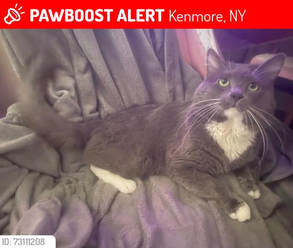 Lost Male Cat last seen Kenmore , Kenmore, NY 14217