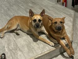 Reunited Male Dog last seen Sunway El Ceritto, San Antonio, TX 78232