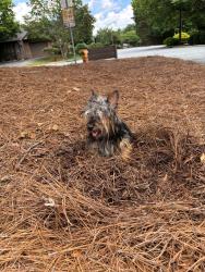 Found/Stray Male Dog last seen Ridgehaven Drive and Ridgehaven Circle, Winston-Salem, NC 27104