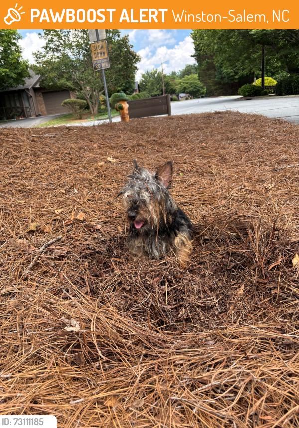 Found/Stray Male Dog last seen Ridgehaven Drive and Ridgehaven Circle, Winston-Salem, NC 27104