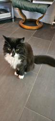 Lost Female Cat last seen Granville street by W 16th Avenue, Vancouver, BC V6H 3K3