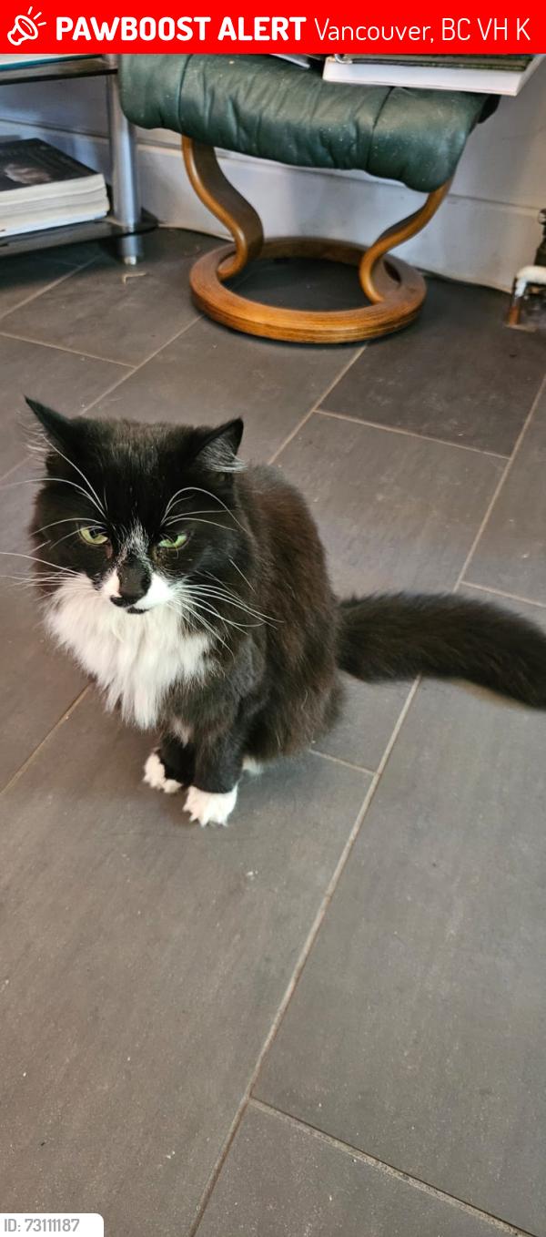 Lost Female Cat last seen Granville street by W 16th Avenue, Vancouver, BC V6H 3K3