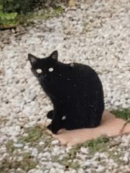 Lost Female Cat last seen Vanessa st., Simi Valley, CA 93063