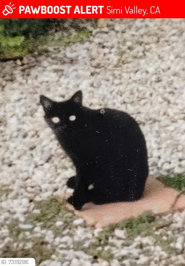 Lost Female Cat last seen Vanessa st., Simi Valley, CA 93063